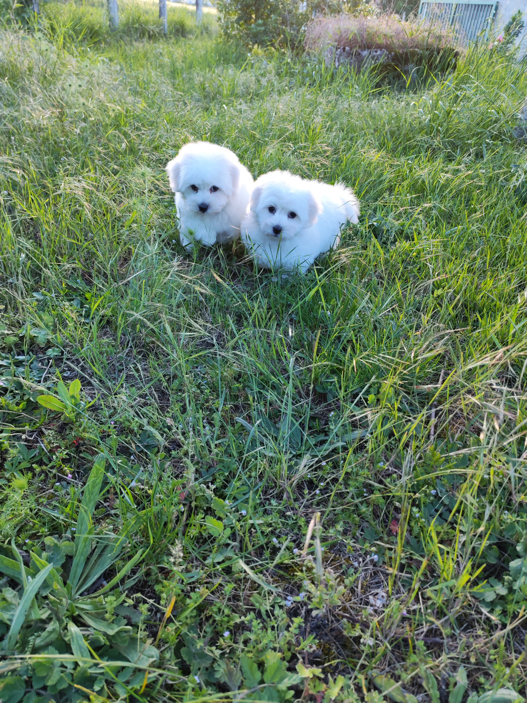 Chiot Coton de Tulear Analamanga Cotton Smile