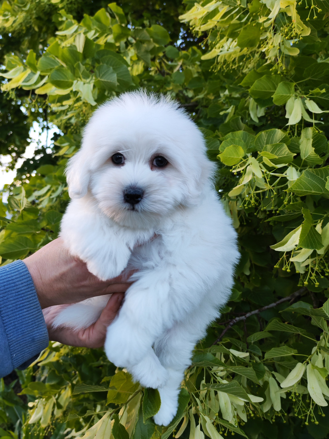 Analamanga Cotton Smile - Chiots disponibles - Coton de Tulear