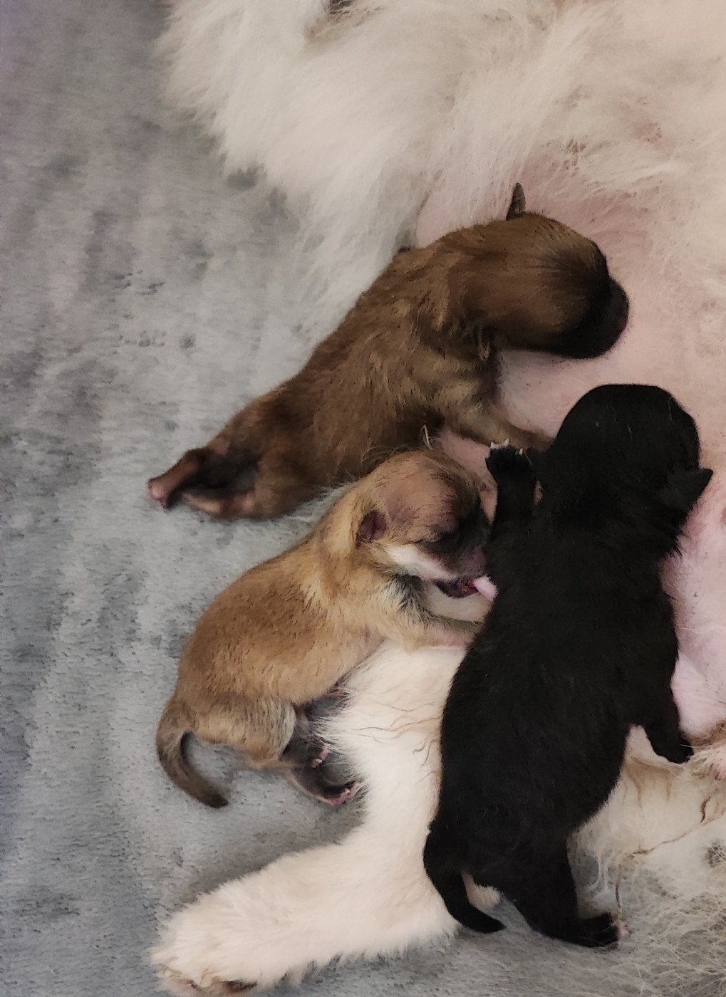 Chiot Spitz allemand Analamanga Cotton Smile