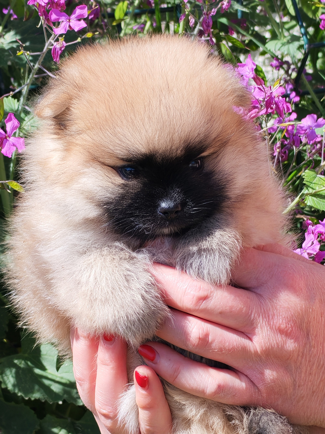 Analamanga Cotton Smile - Chiots disponibles - Spitz allemand
