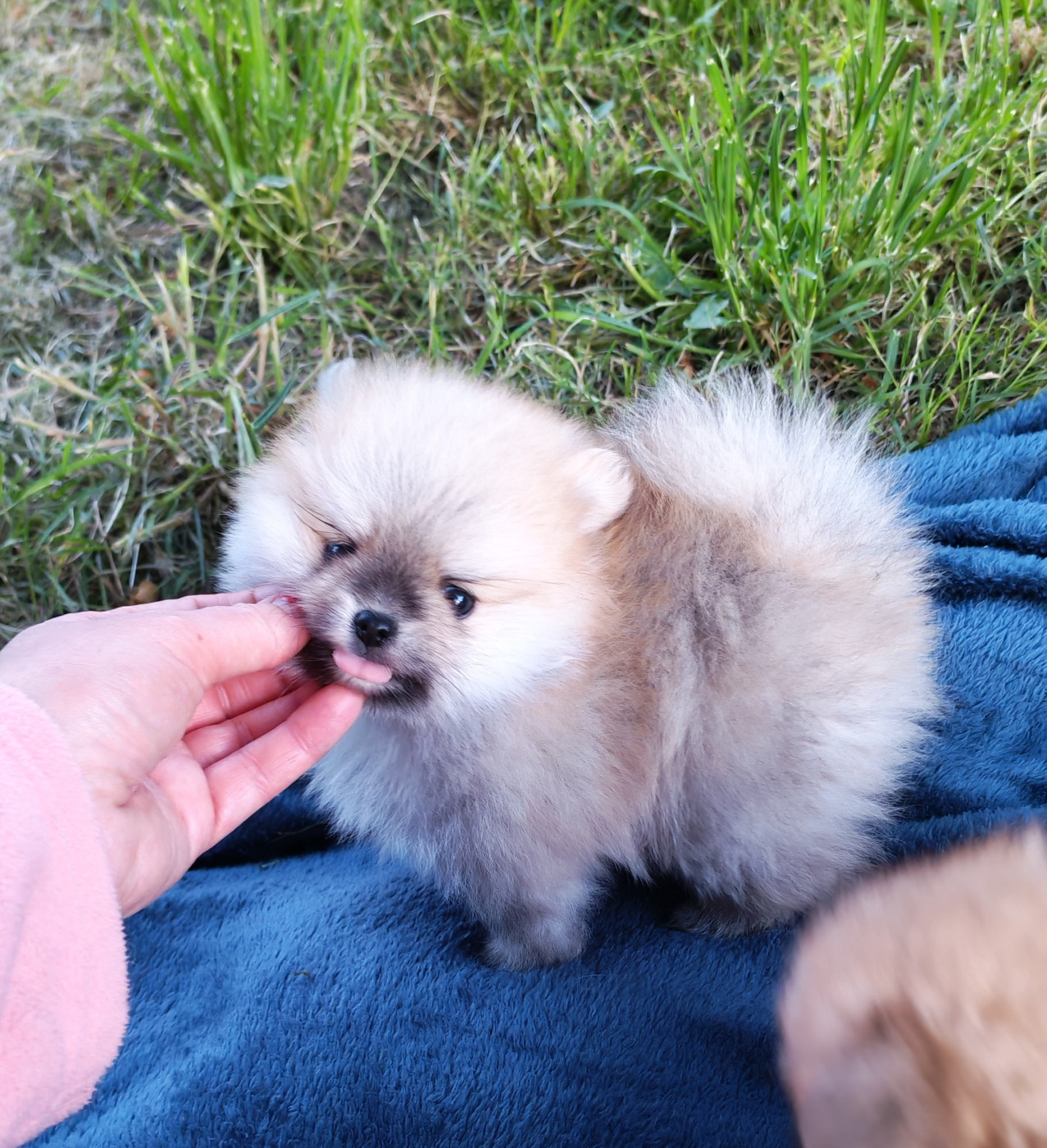 Analamanga Cotton Smile - Chiots disponibles - Spitz allemand