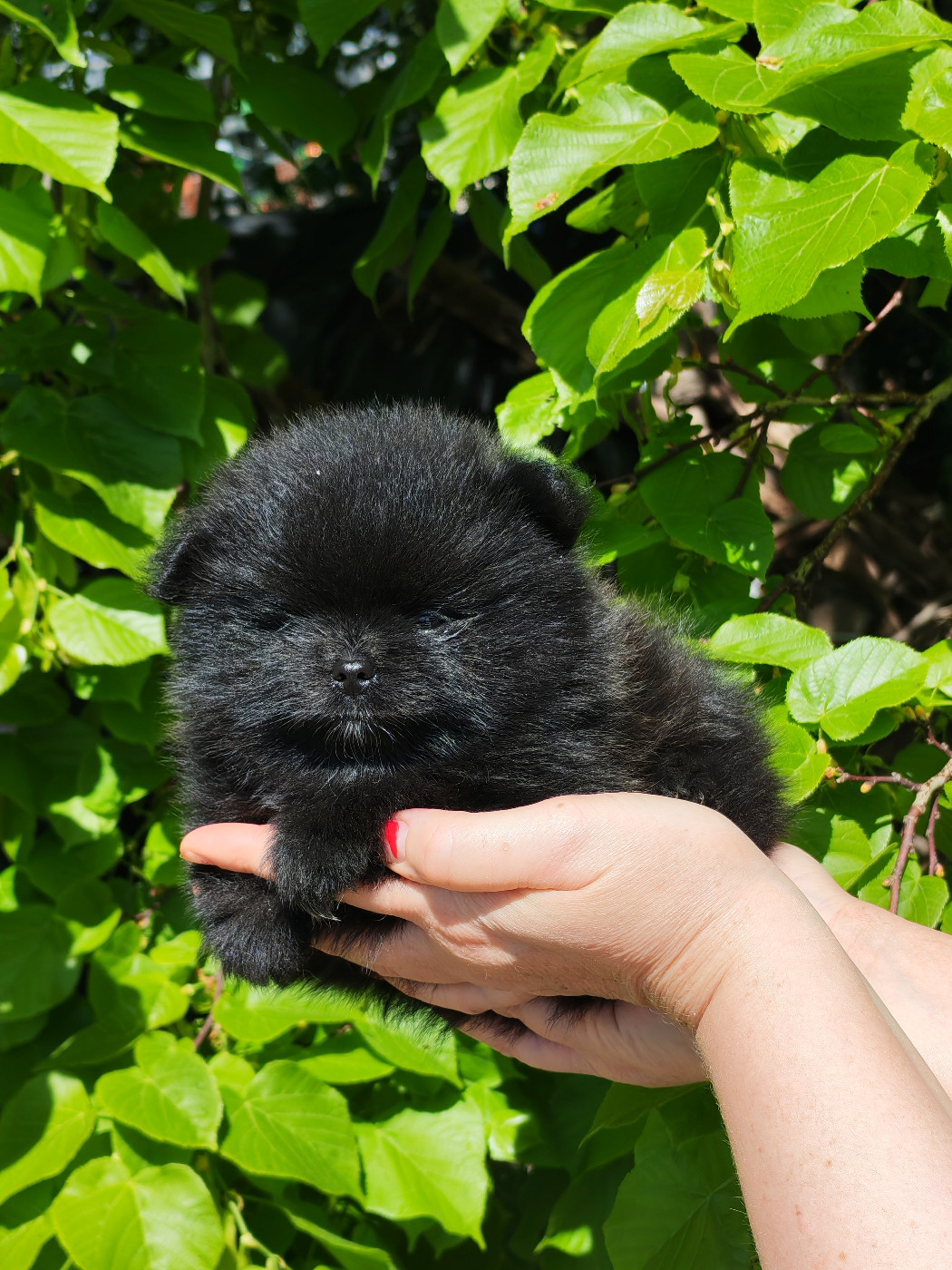 Analamanga Cotton Smile - Chiots disponibles - Spitz allemand
