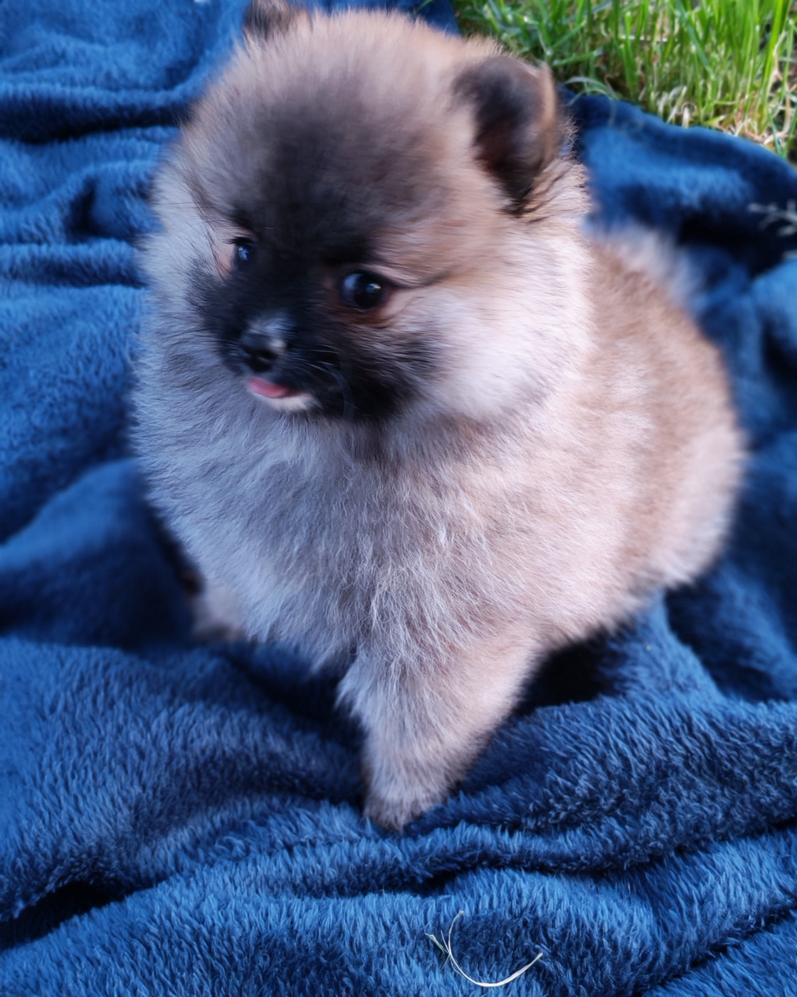 Analamanga Cotton Smile - Chiots disponibles - Spitz allemand