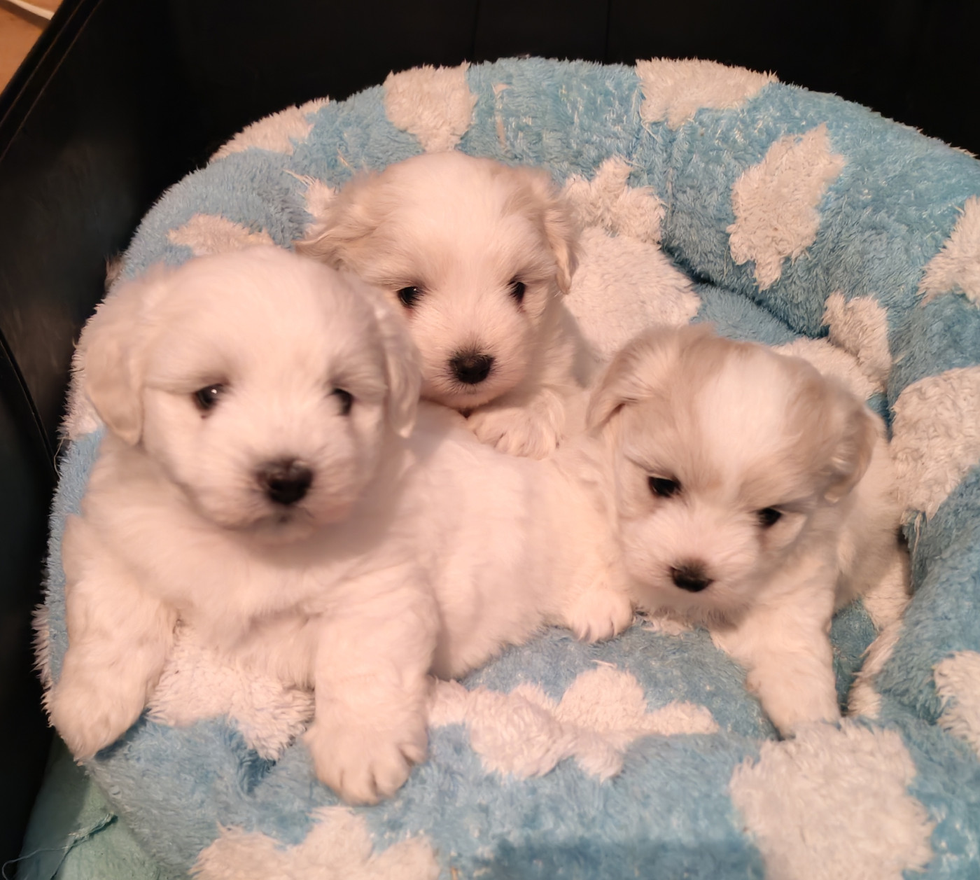 Chiot Coton de Tulear Analamanga Cotton Smile