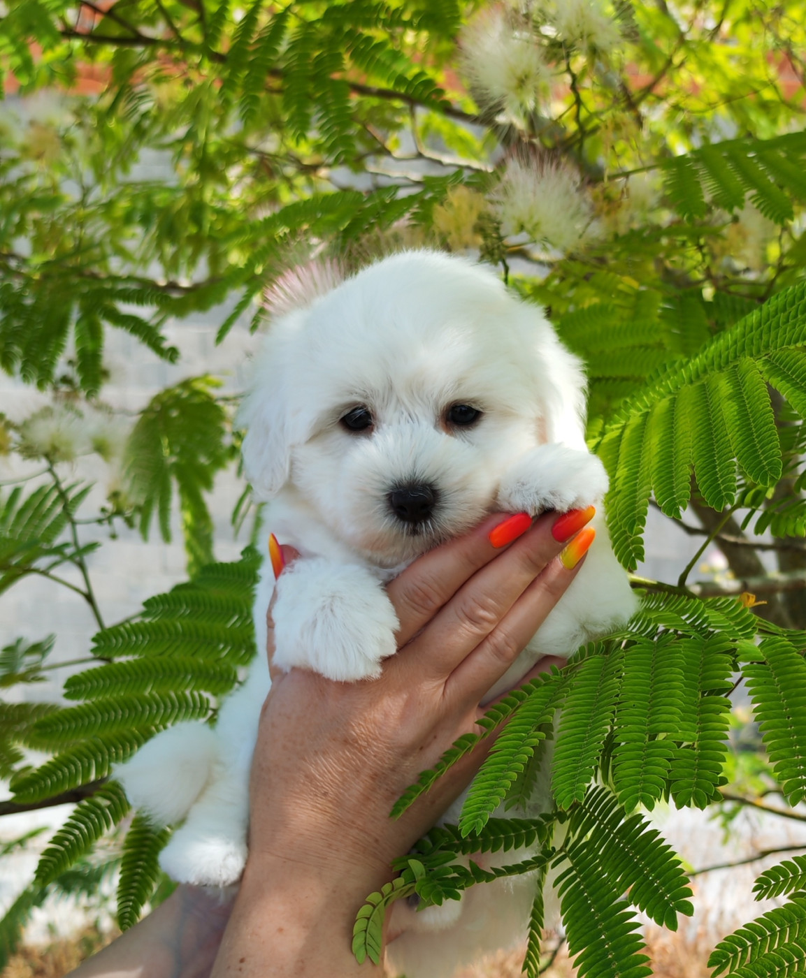 Analamanga Cotton Smile - Chiots disponibles - Coton de Tulear