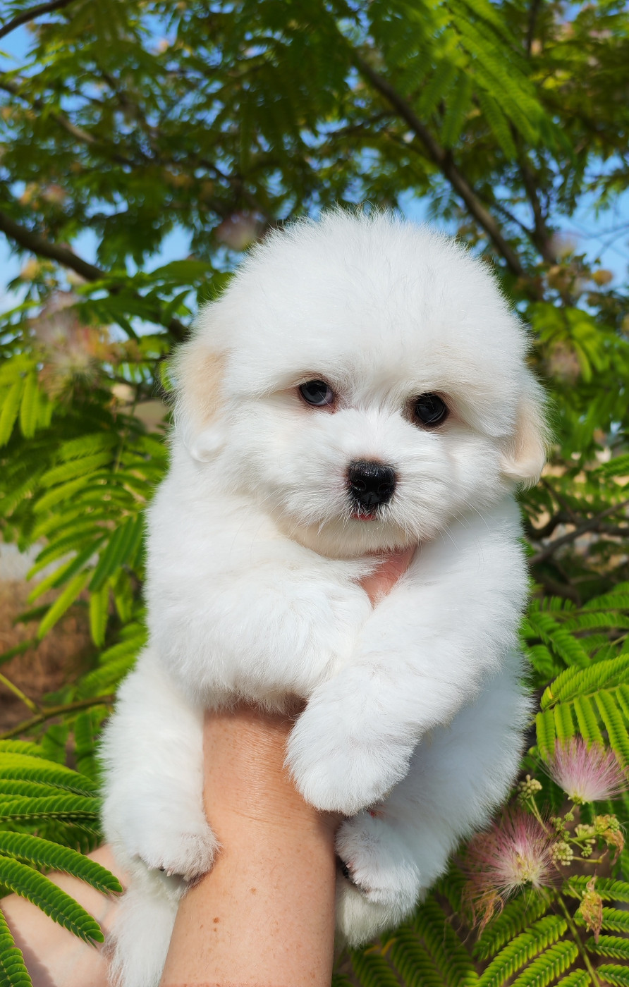Analamanga Cotton Smile - Chiots disponibles - Coton de Tulear