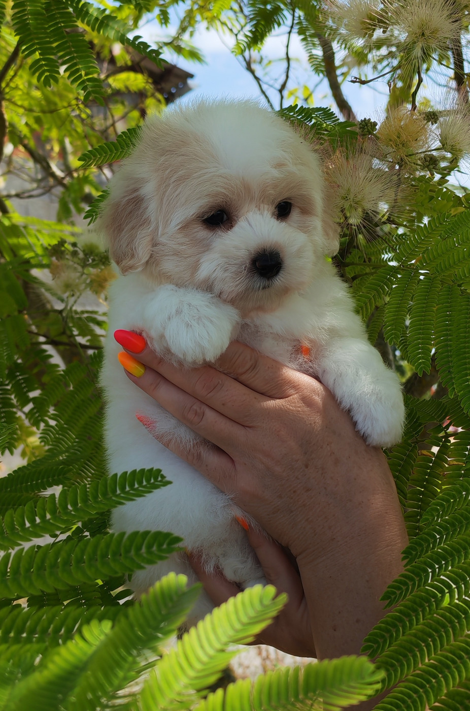 Analamanga Cotton Smile - Chiots disponibles - Coton de Tulear