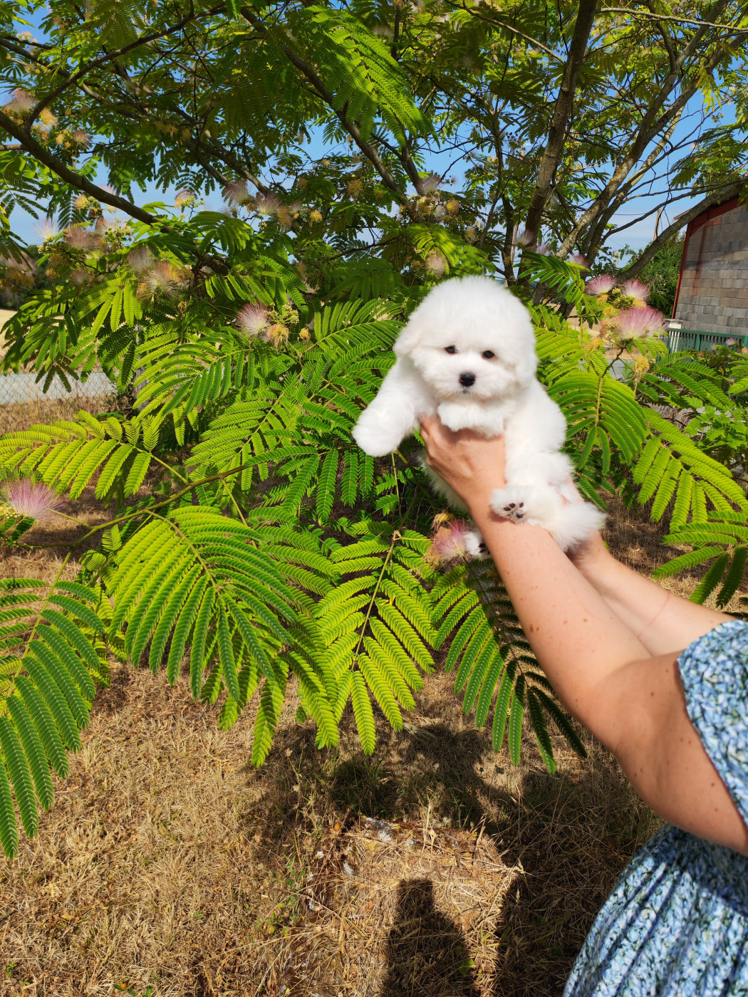 Chiot Coton de Tulear Analamanga Cotton Smile