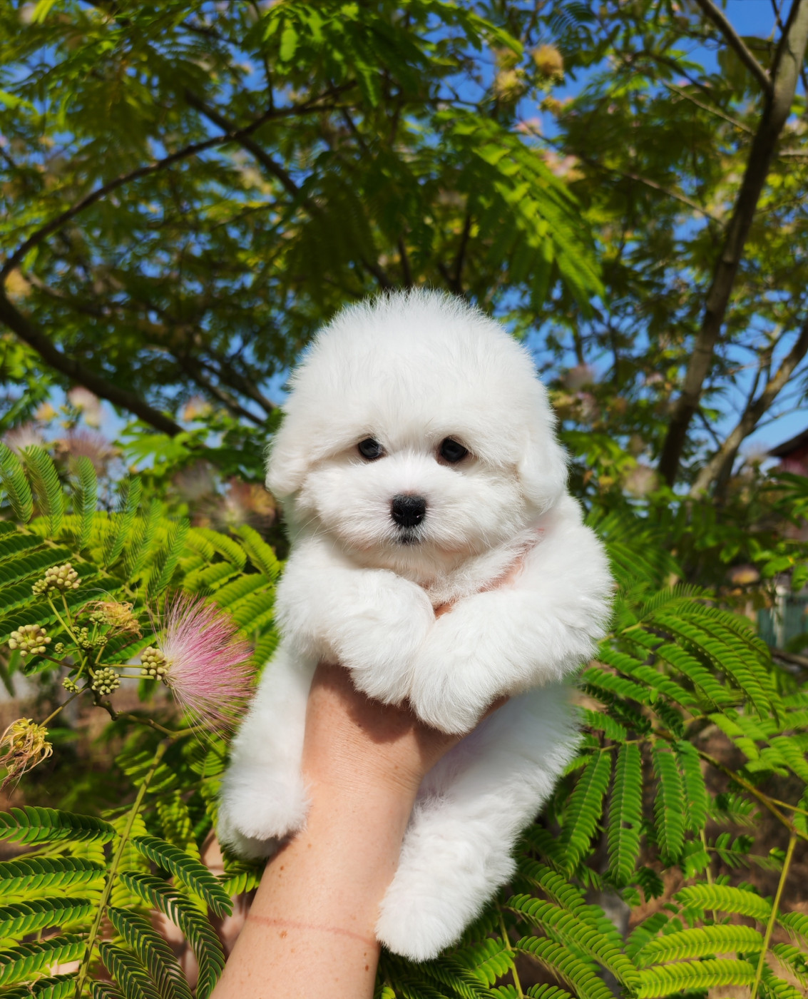 Analamanga Cotton Smile - Chiots disponibles - Coton de Tulear