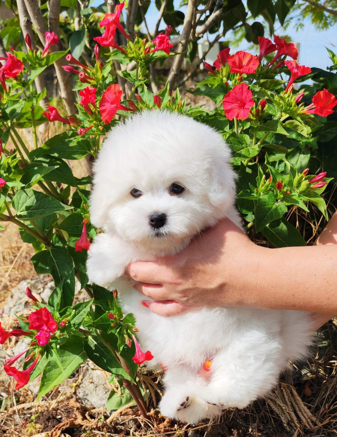 Analamanga Cotton Smile - Chiots disponibles - Coton de Tulear