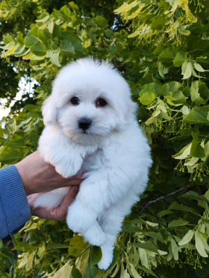 Benji